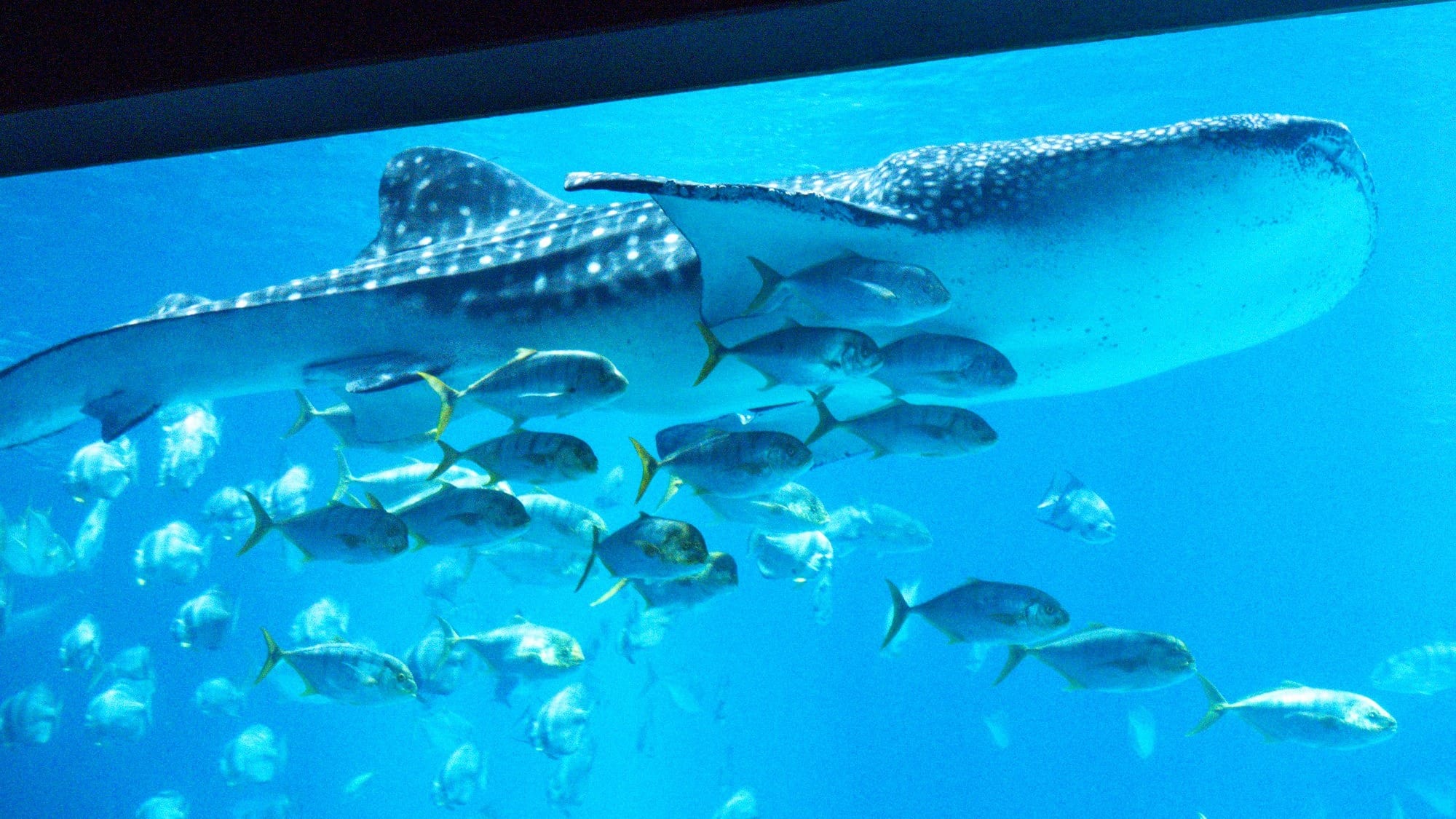 US lab turns to AI and virtual reality to probe the biology of human memory