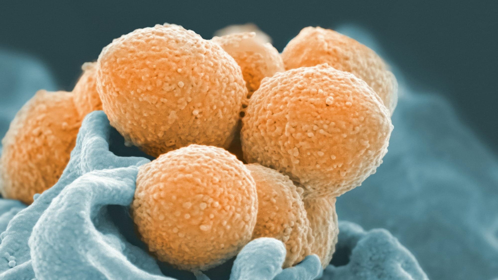 New antibiotics explained: Phages, bacteriocins and AI, and why none is a silver bullet