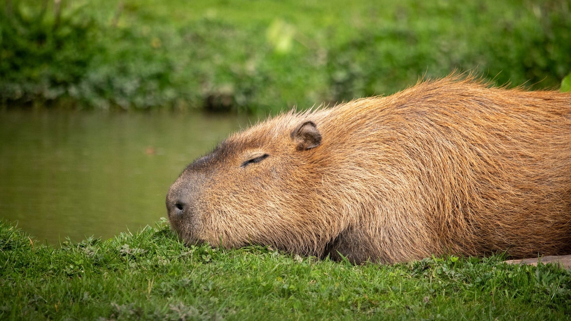Capybara: Anthropic's most powerful AI model revealed in data leak after CMS misconfiguration