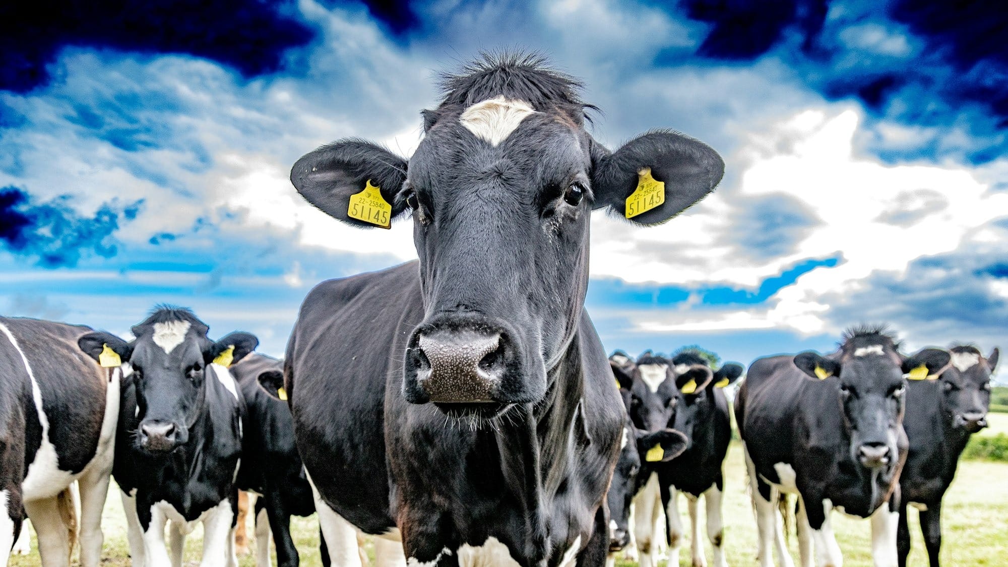 The 'Cowgorithm': Is AI turning dairy farming into a real-life version of The Sims?