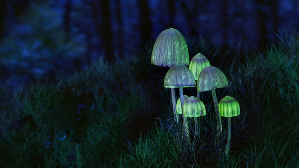 Helus Pharma looks to lead a new approach to treating depression post image