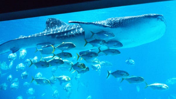 US lab turns to AI and virtual reality to probe the biology of human memory post image