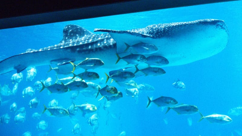 US lab turns to AI and virtual reality to probe the biology of human memory post image