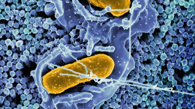 Injecting mitochondria from the young into the old post image