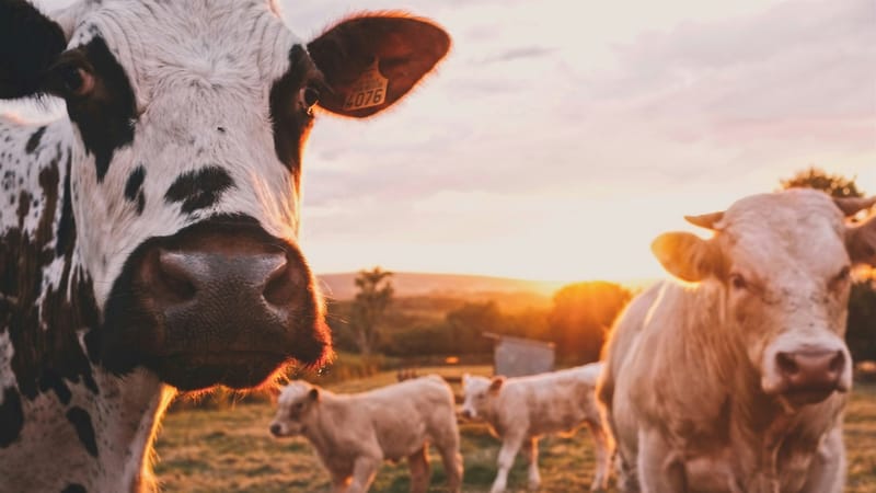 Peter Thiel's Founders Fund backs solar-powered cattle collar startup at $2 billion valuation post image